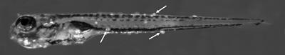 Acute immune responses in zebrafish and evasive behavior of a parasite – who is winning?